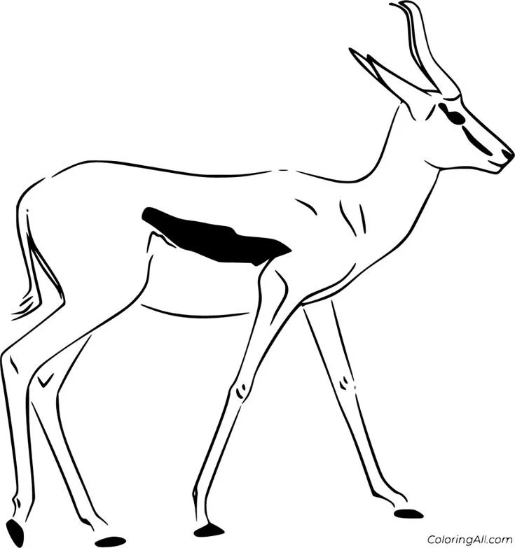 Springbok Coloring Pages 2