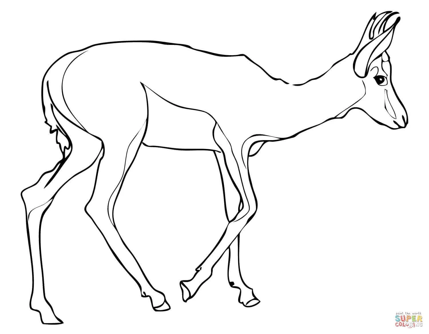 Springbok Coloring Pages 4