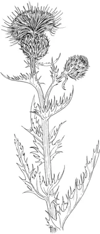 Thistle Coloring Pages 4