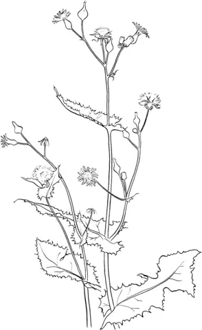 Thistle Coloring Pages 5