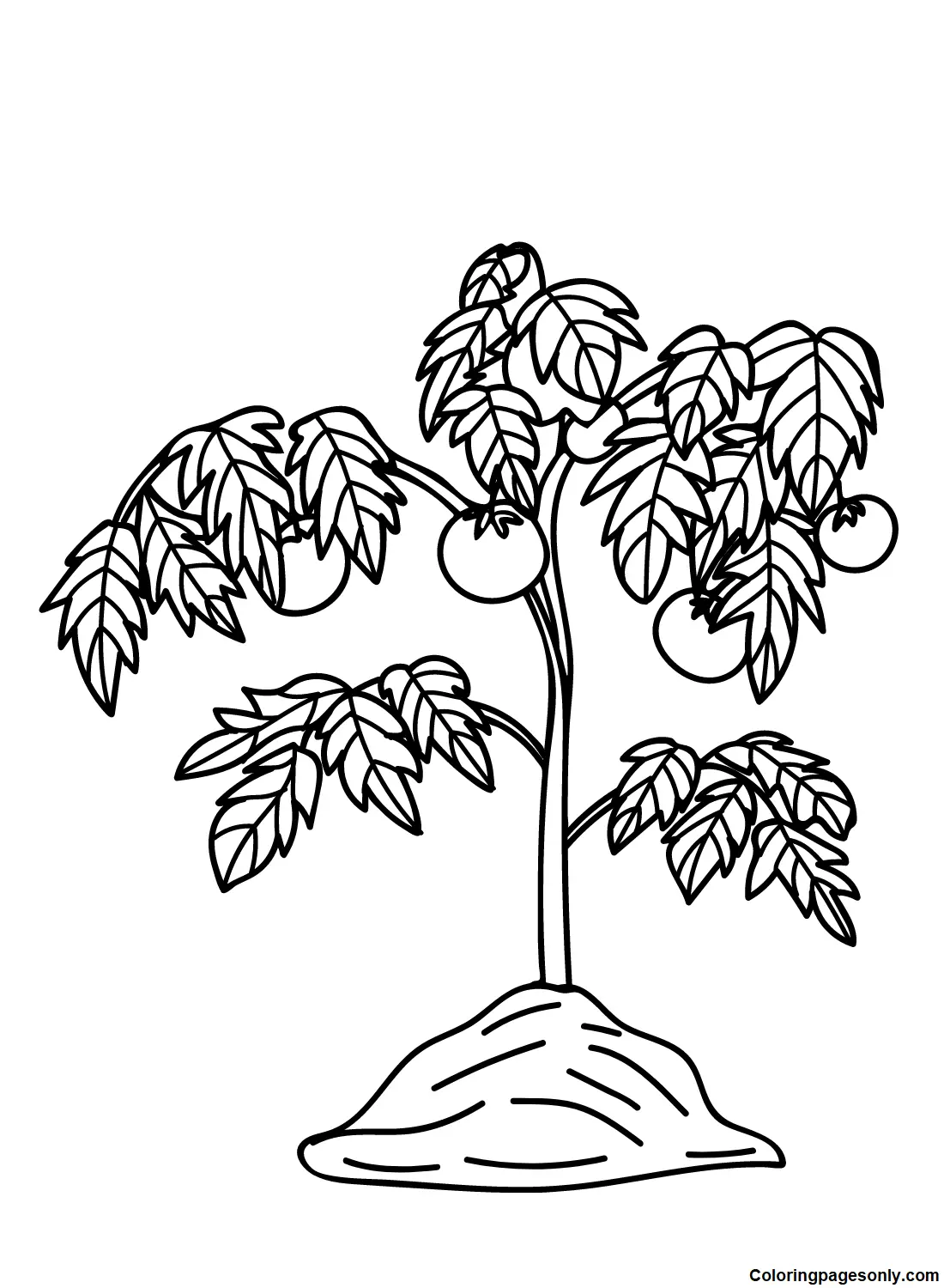 Tomato Coloring Pages 4